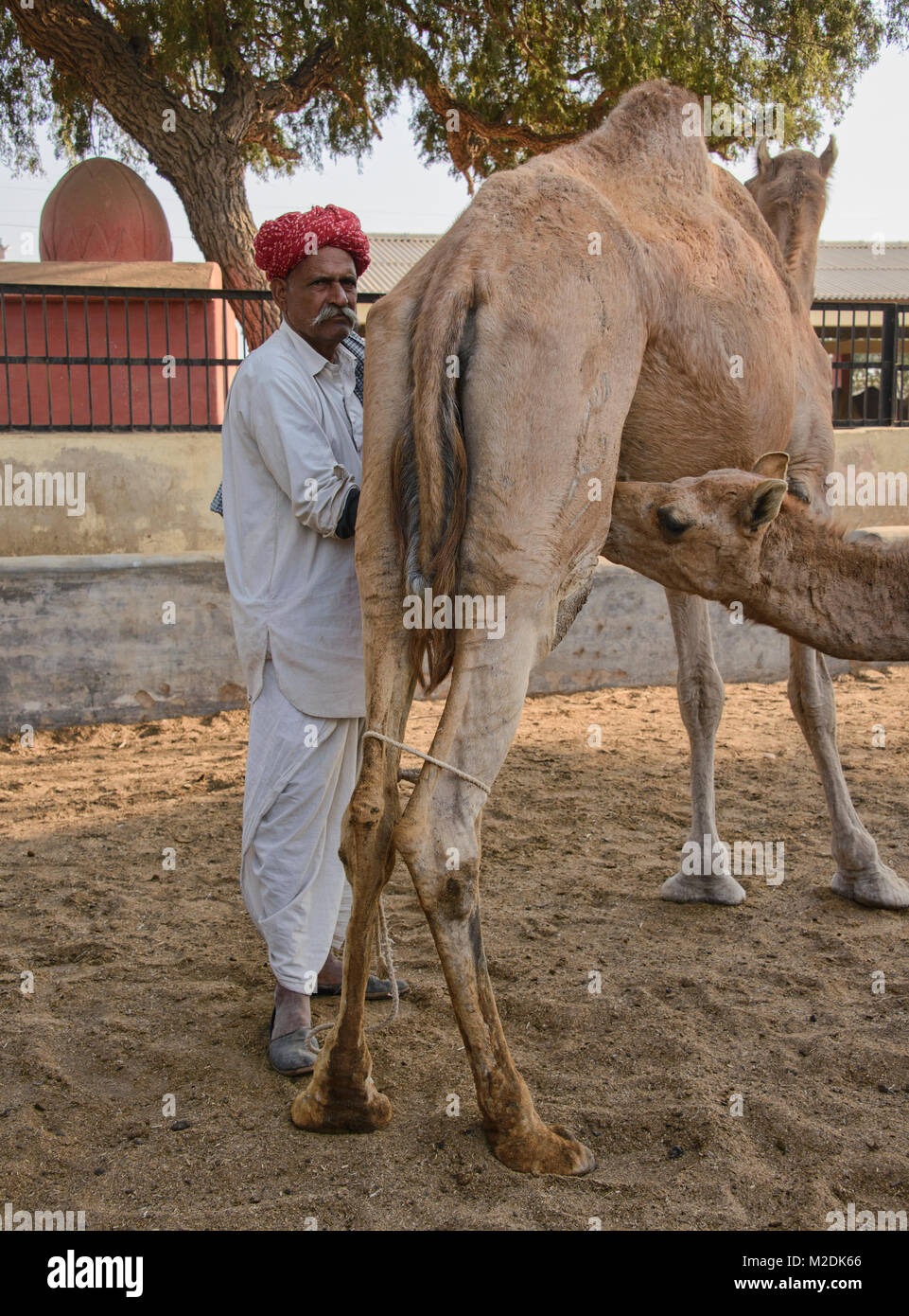 I tempi di mungitura al Camel Allevamento a Bikaner, Rajasthan, India Foto Stock