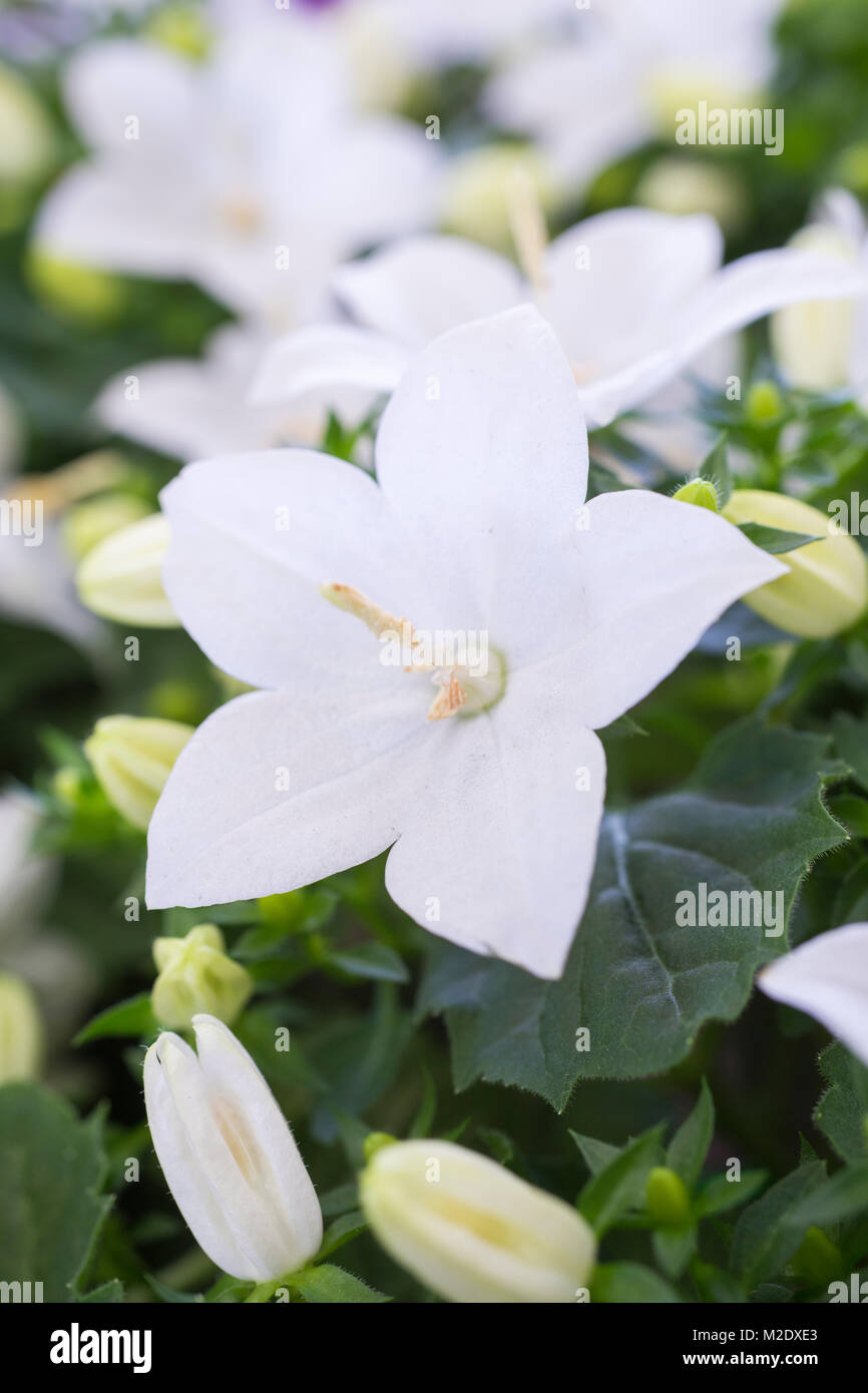 Campanula isophylla "Atlanta" Foto Stock