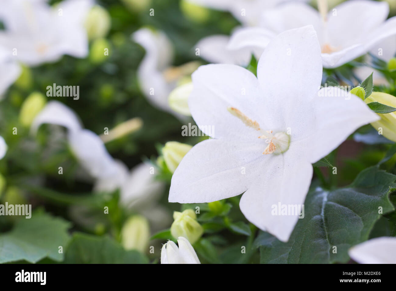 Campanula isophylla "Atlanta" Foto Stock