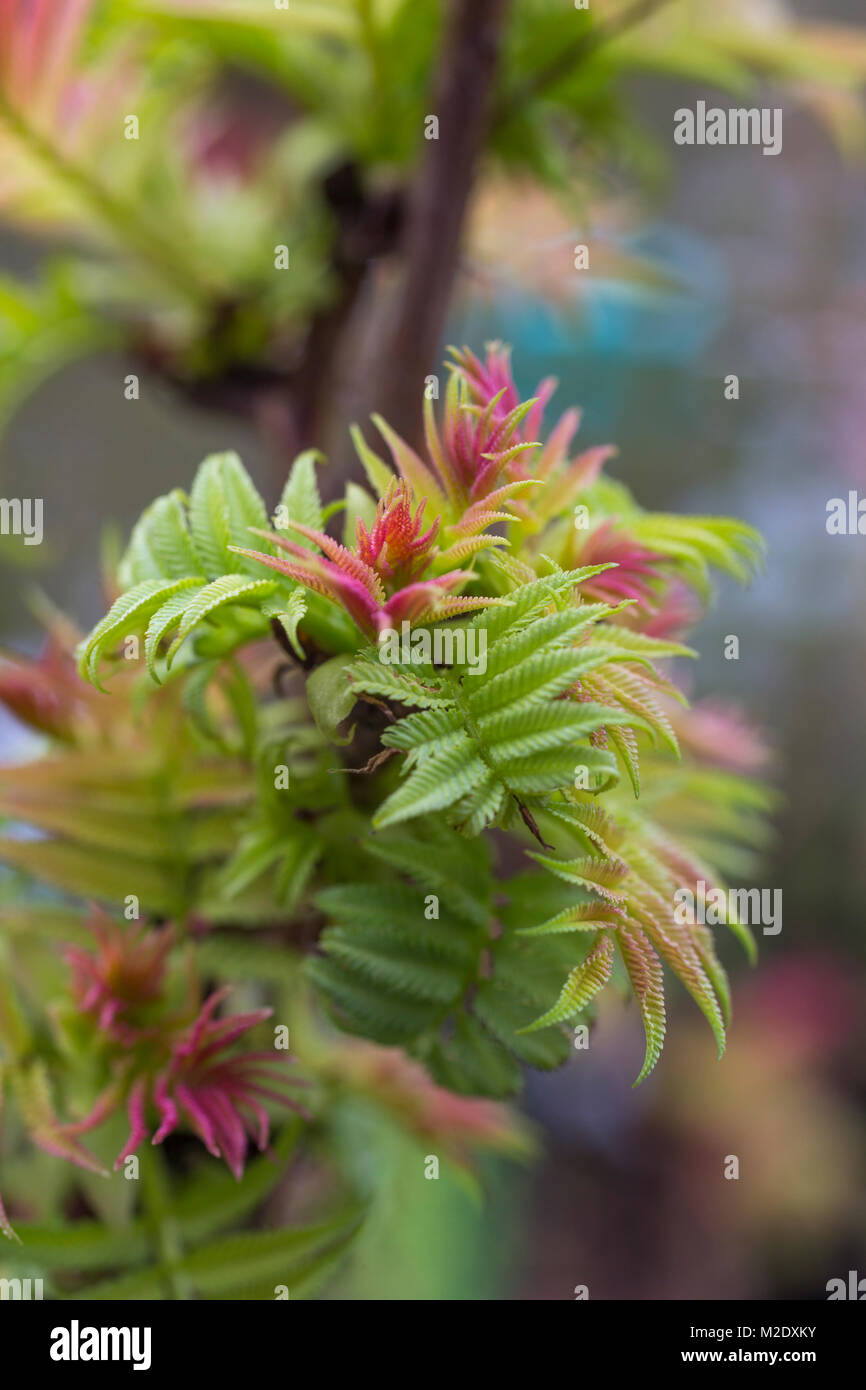 Sorbaria sorbifolia 'Sem' Foto Stock