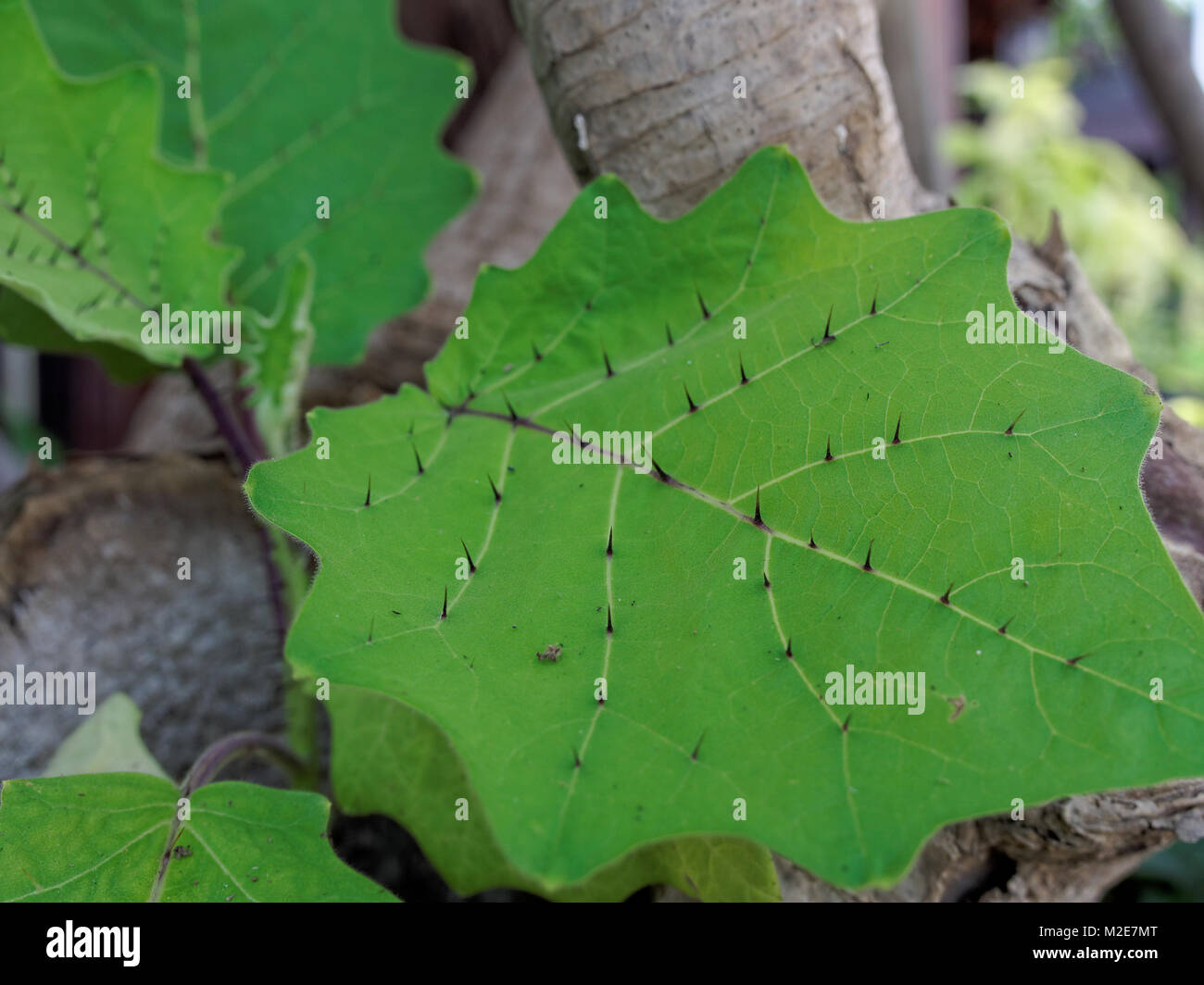 Sharp thron o marinare su foglia di Solanum in stretta fino a profondità di campo Foto Stock