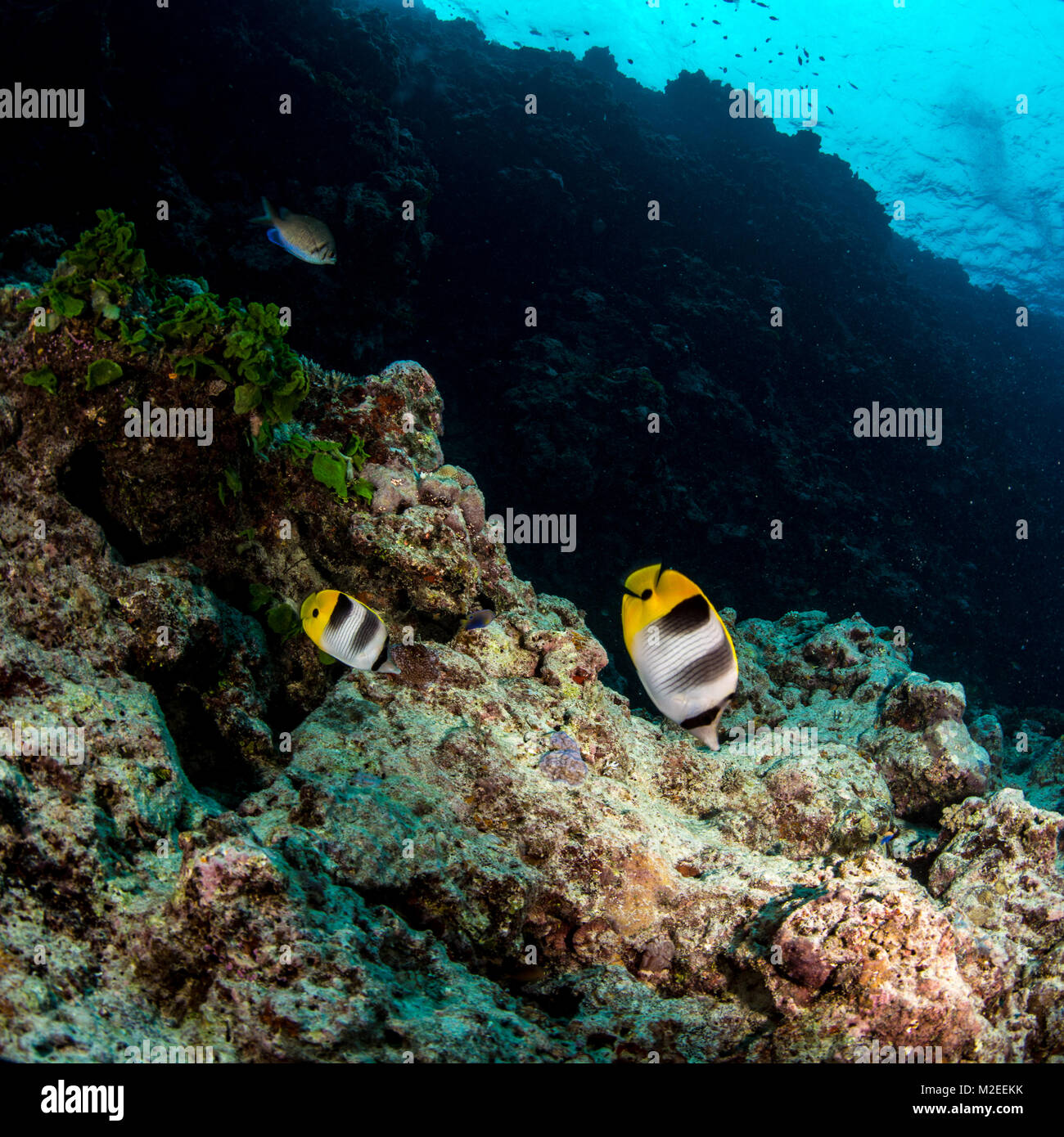 Pesci farfalla nuoto sulla barriera corallina Foto Stock