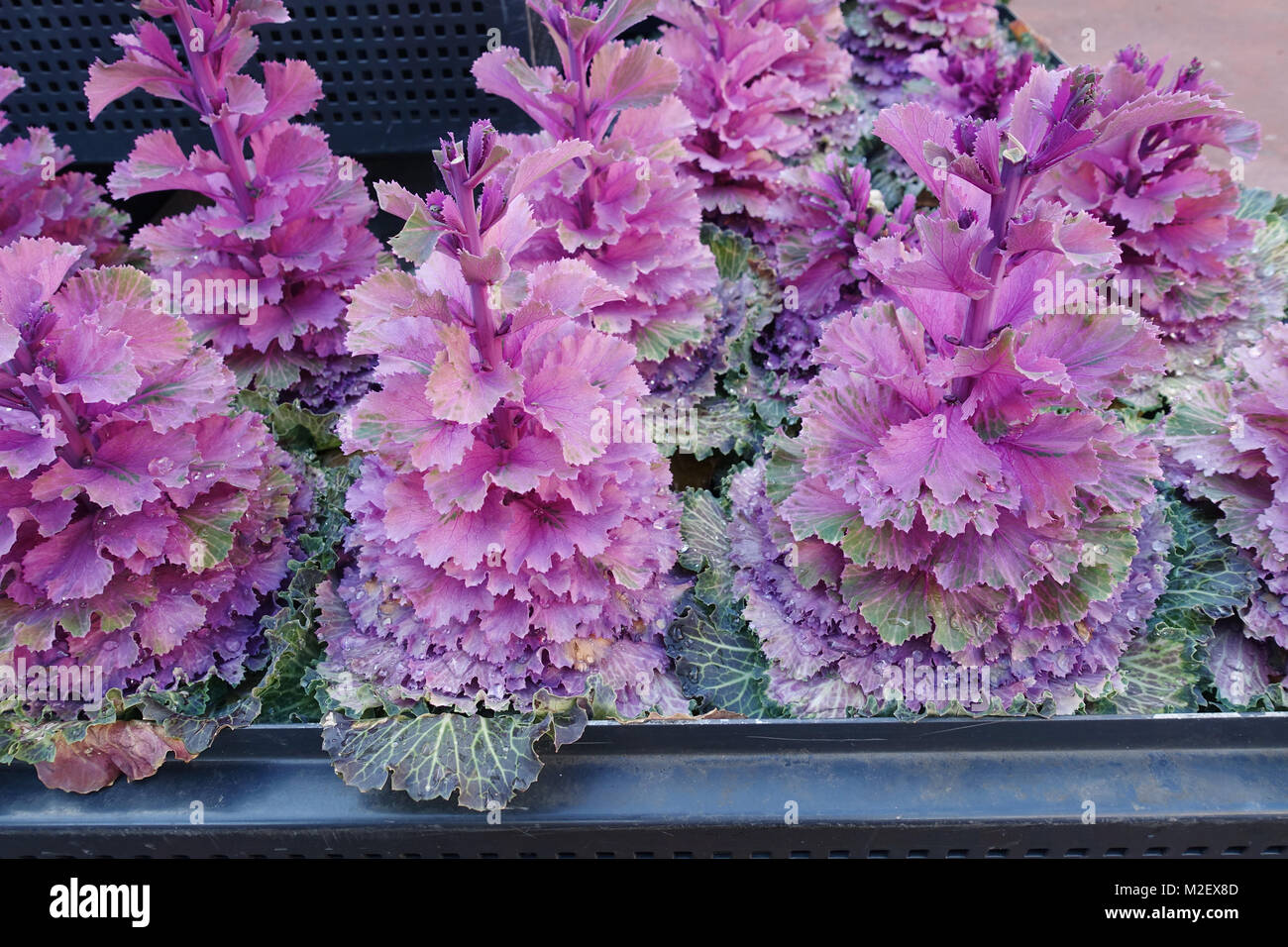 Brassica oleracea acephala o noto come cavolo ornamentale rosa - Kale Foto Stock