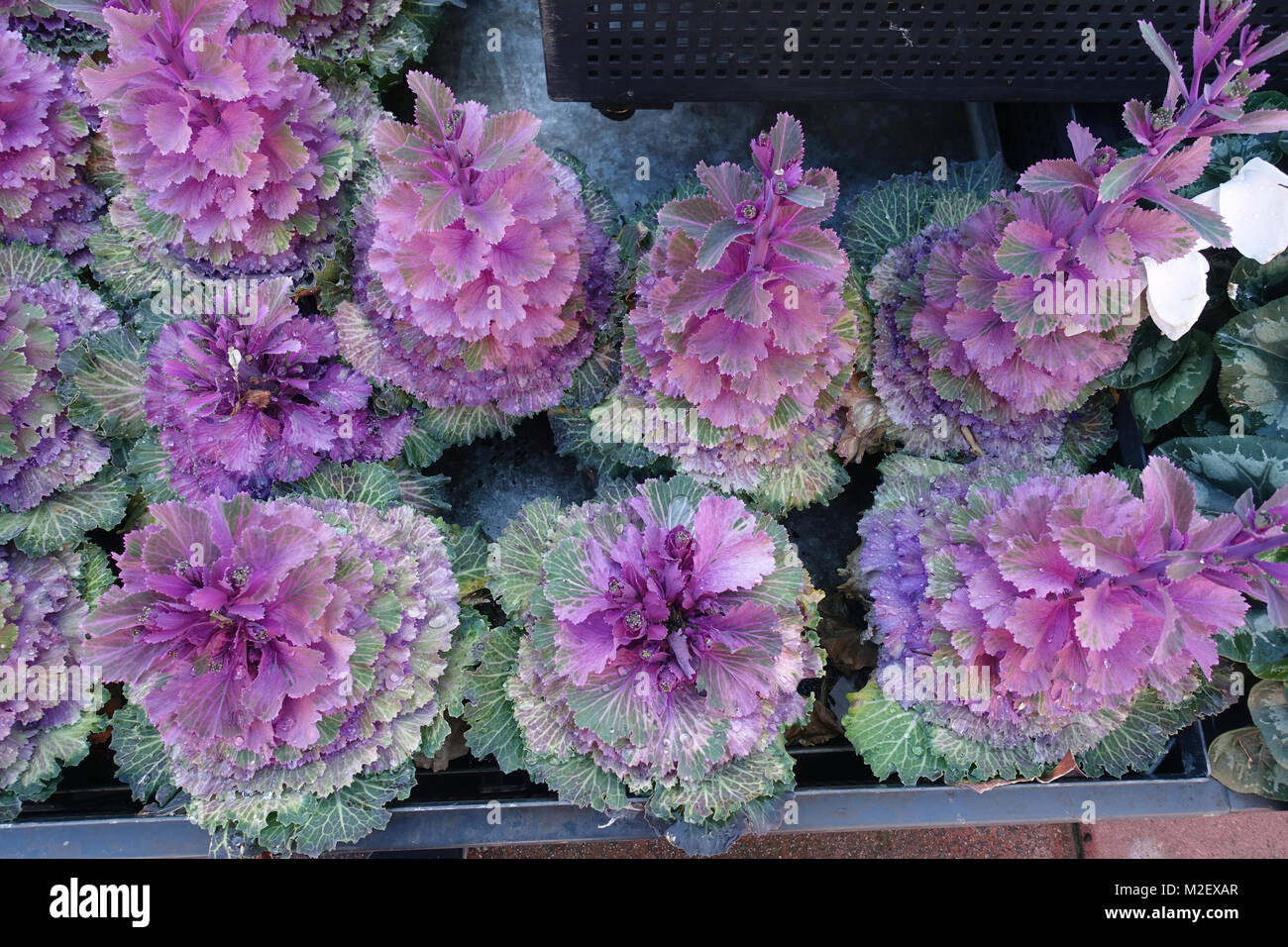 Brassica oleracea acephala o noto come cavolo ornamentale rosa - Kale Foto Stock