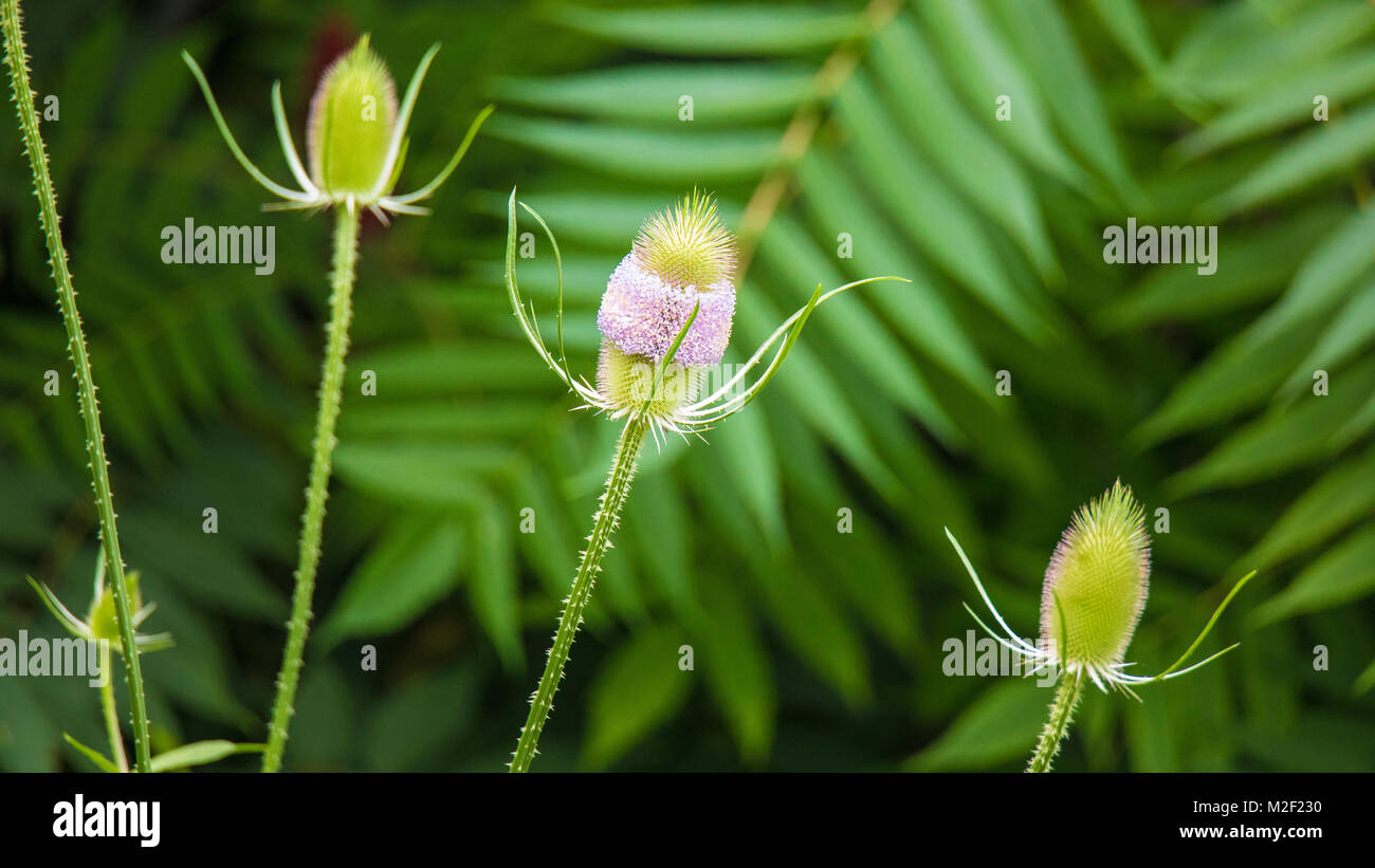 Una bella immagine di 3 Teasel (scheda thistle) & medio thistle di fiori sono parzialmente assente o mangiato. Io amo la simmetria naturale di questa immagine! Foto Stock