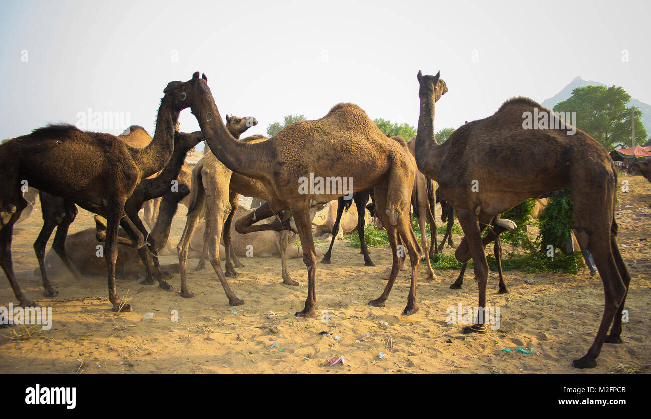 Pushkar fiera del bestiame, Rajasthan, India Foto Stock