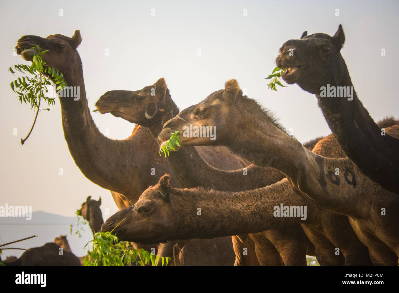 Pushkar fiera del bestiame, Rajasthan, India Foto Stock