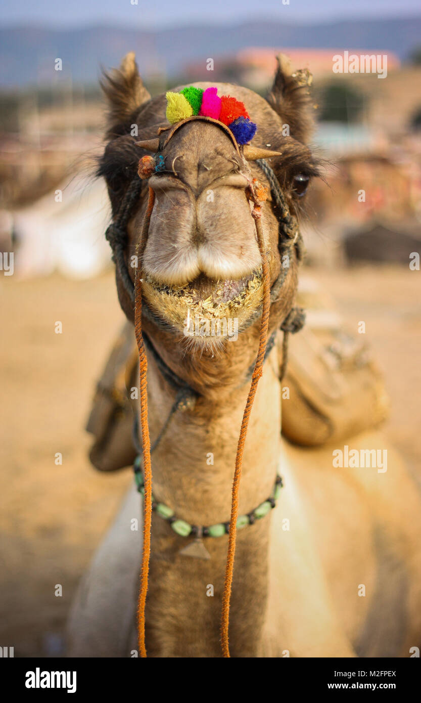 Pushkar fiera del bestiame, Rajasthan, India Foto Stock