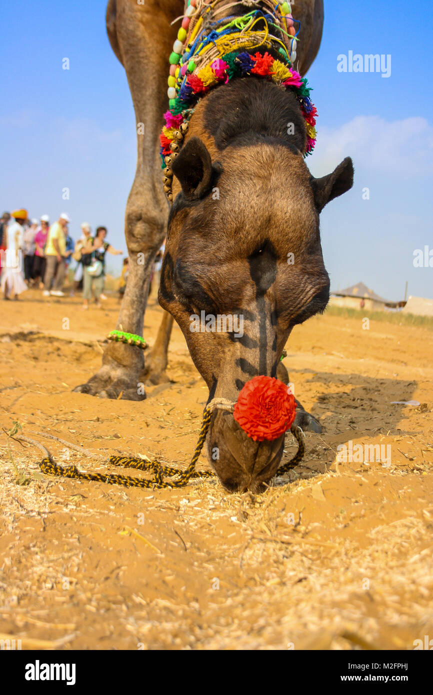 Pushkar fiera del bestiame, Rajasthan, India Foto Stock