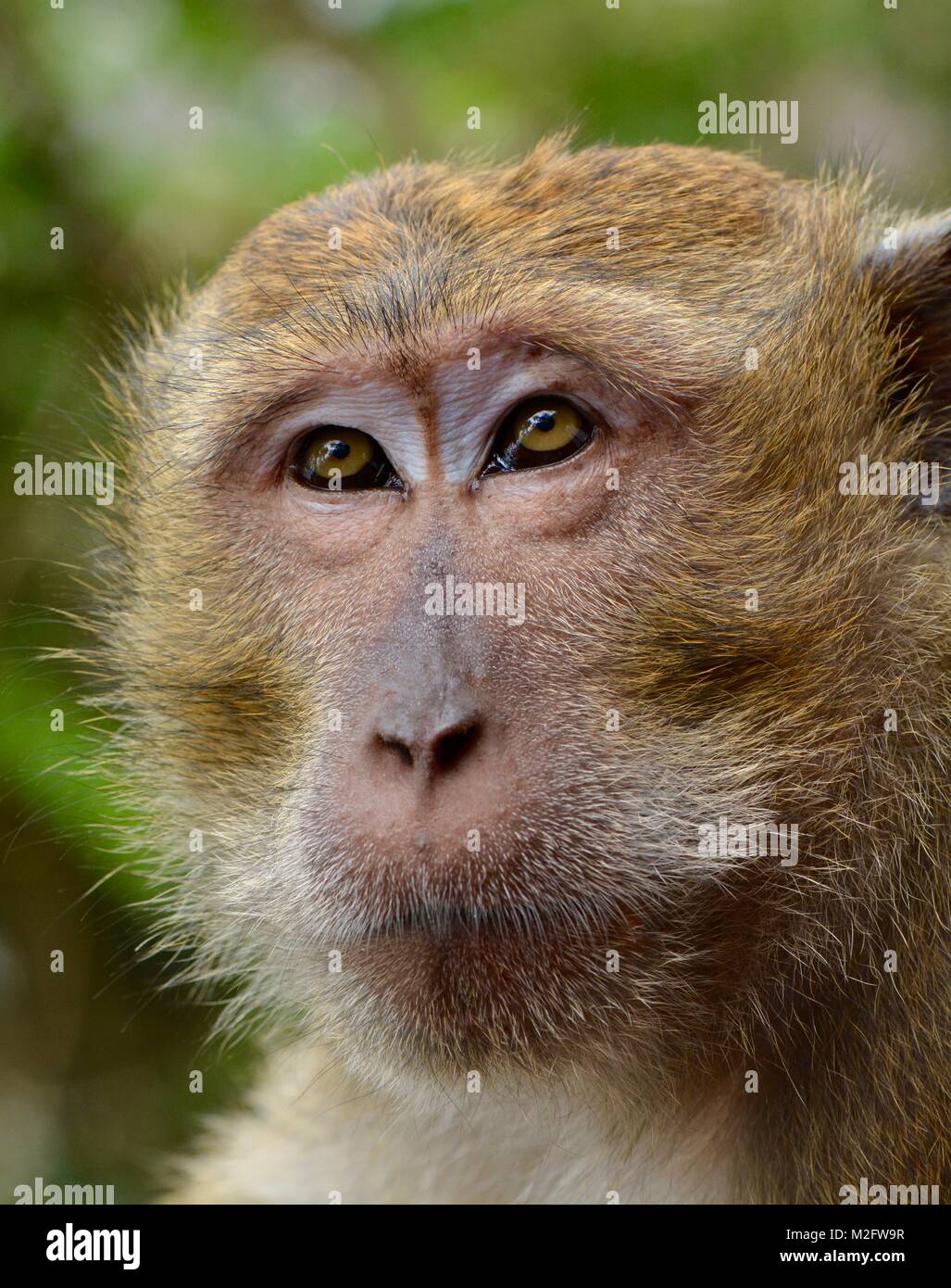 Lunga coda Macaque faccia Foto Stock