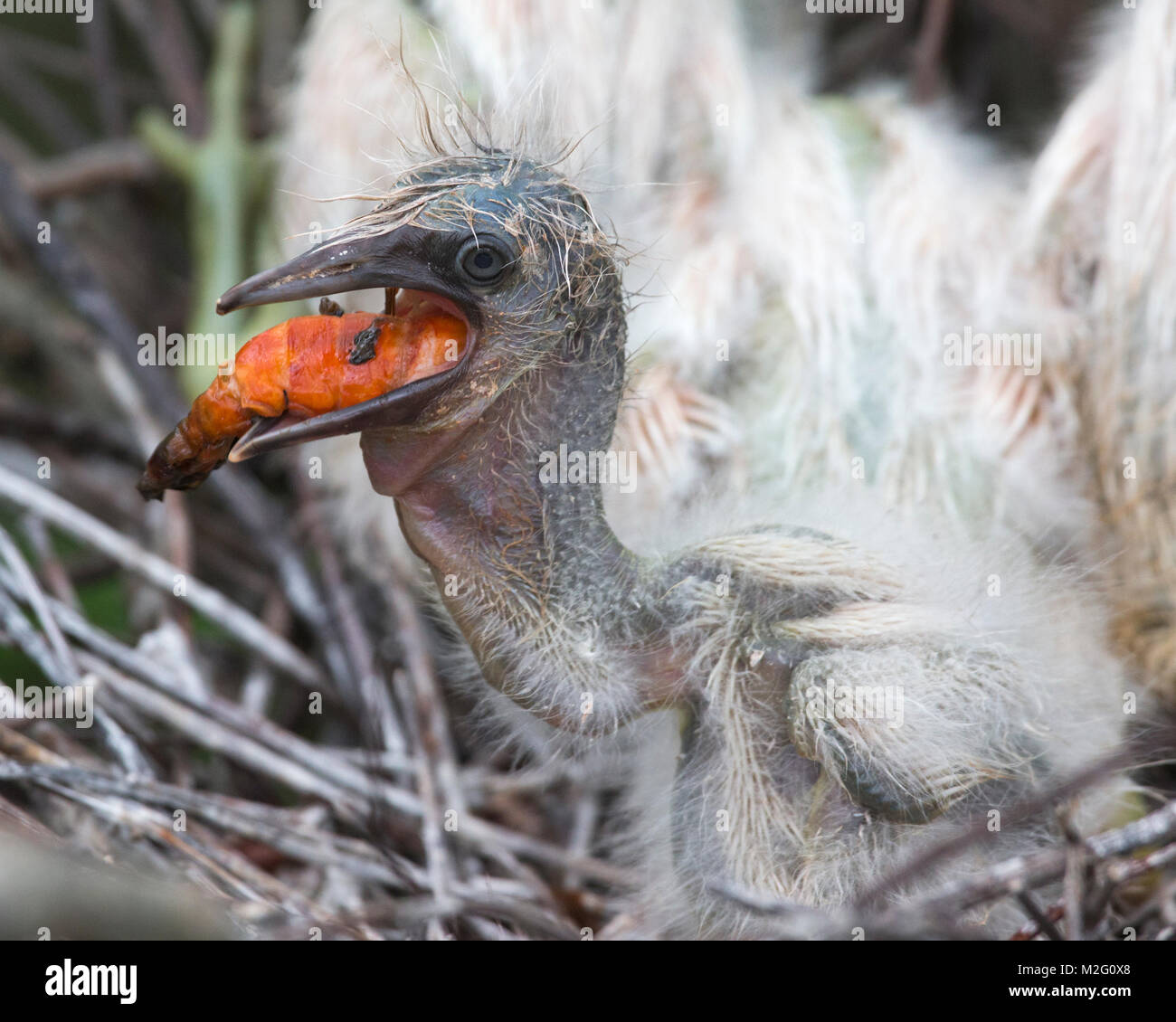 Piccolo airone cenerino pulcino (Egretta caerulea) nel nido per mangiare in un rookery in Louisiana bayou Foto Stock