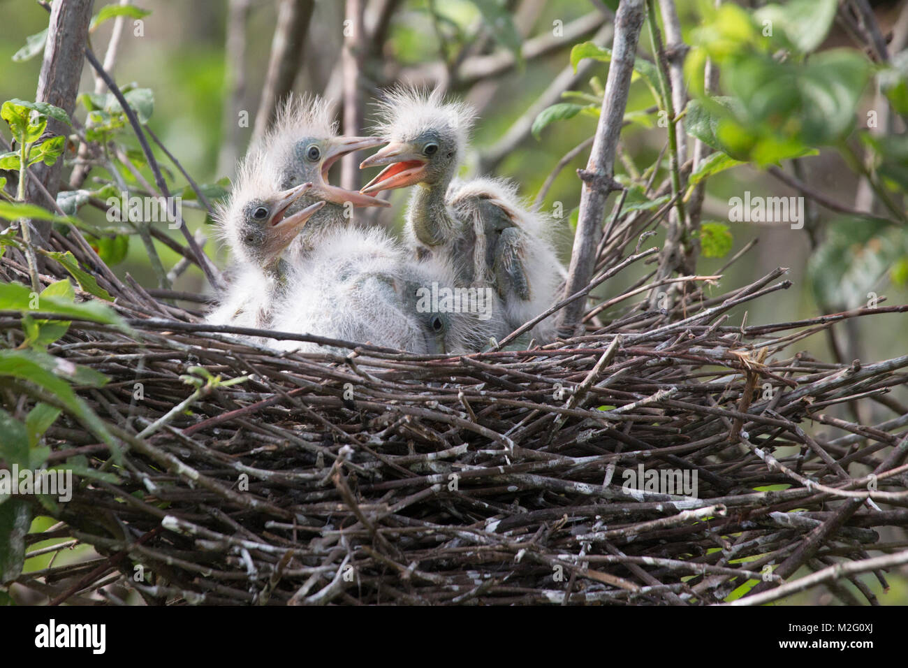 Little Blue Heron pulcini in nido in un rookery in Louisiana bayou .(Egretta caerulea) Foto Stock