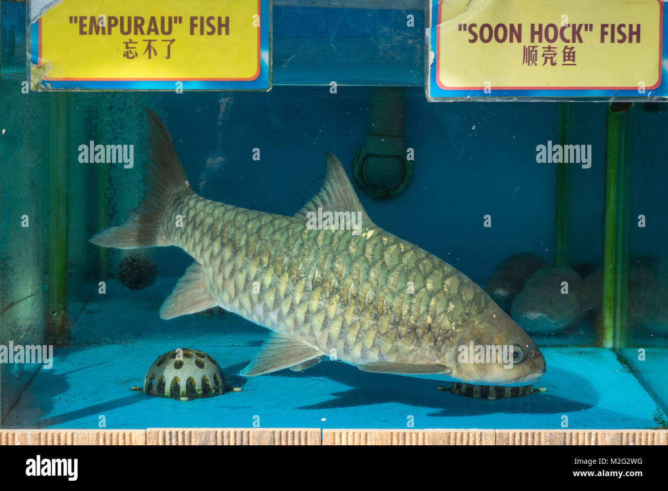 Singapore, ristorante vasche di pesci Foto Stock