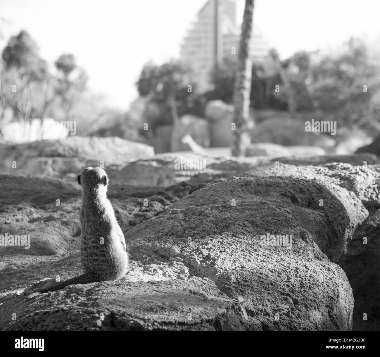 Meerkats, Valencia, Bioparco Foto Stock