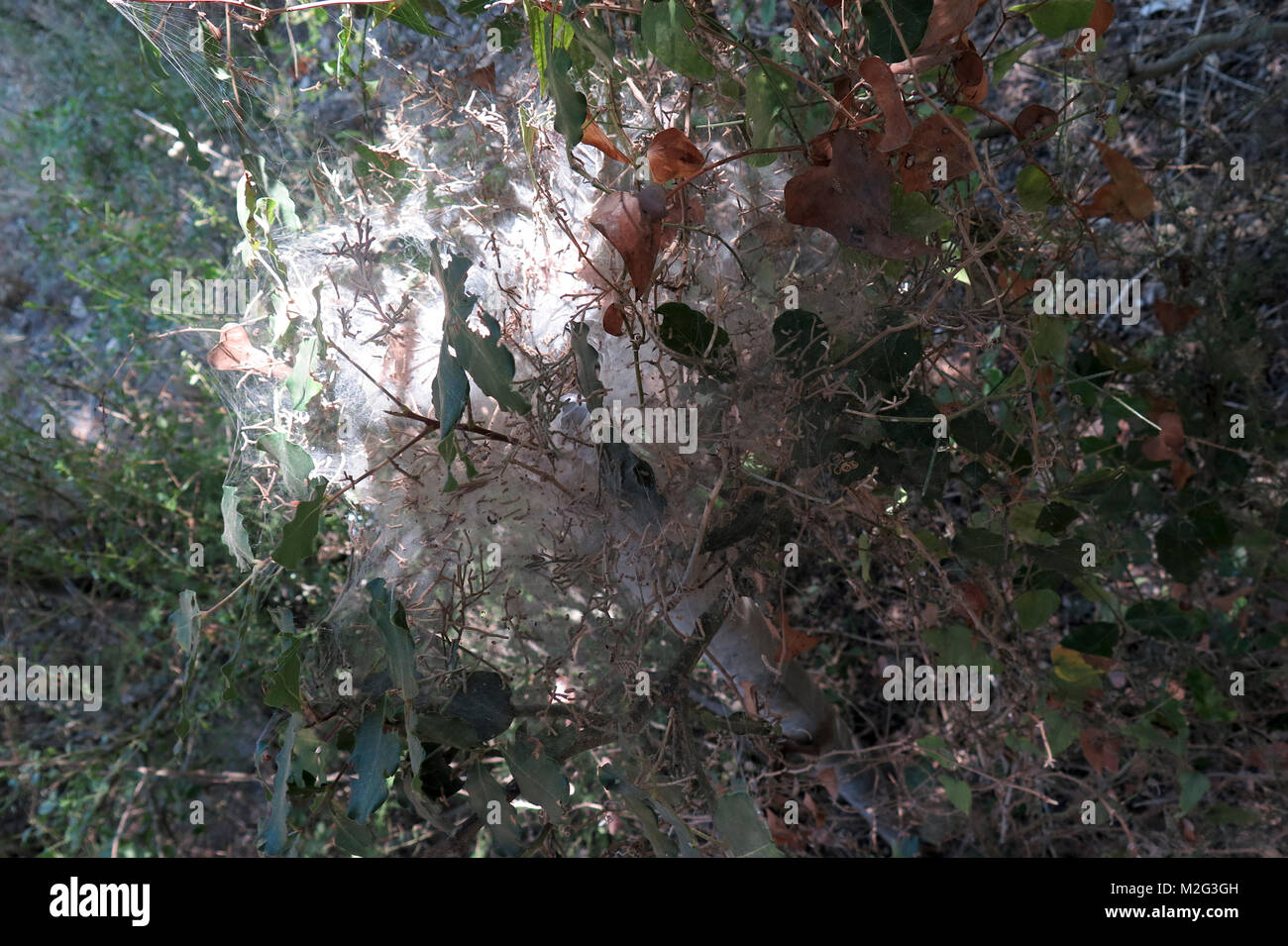 Oak processionary nido su un albero di quercia Foto Stock