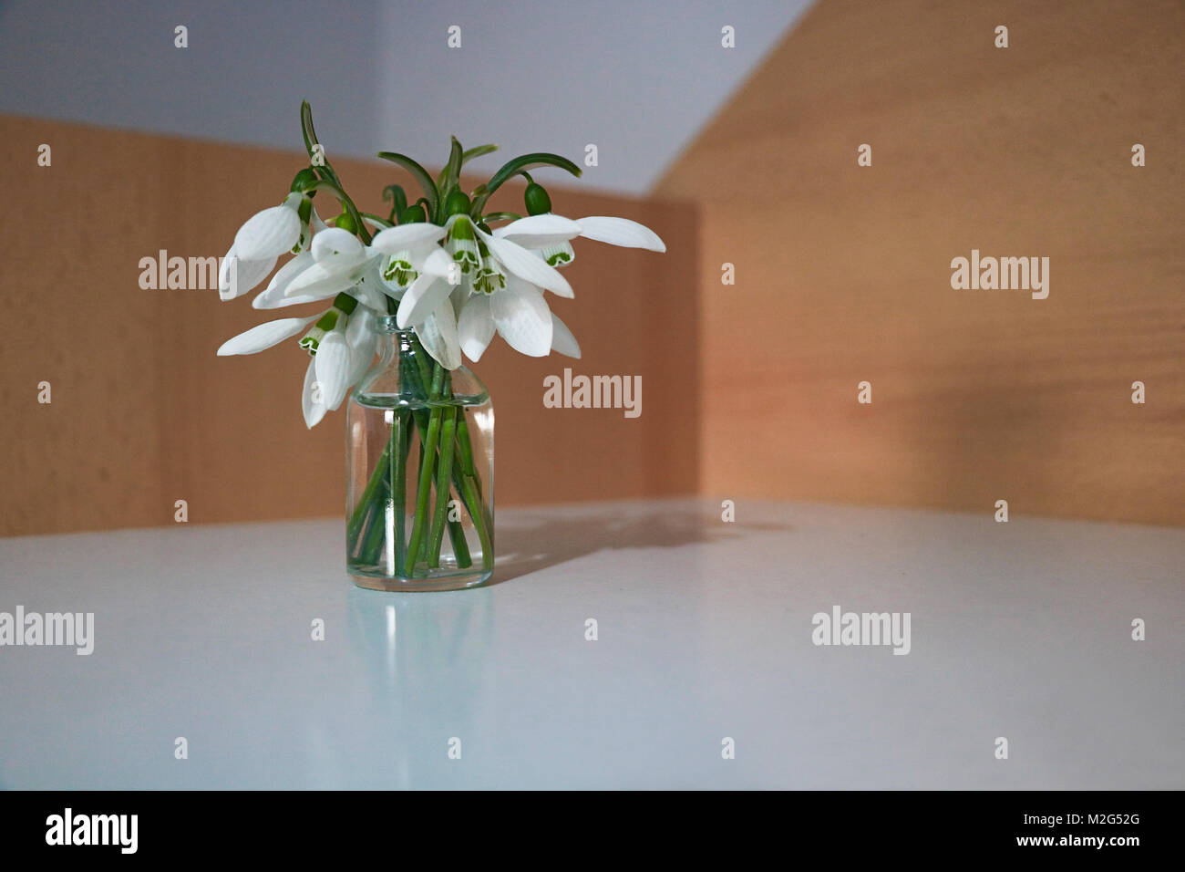 Bucaneve Foto Stock