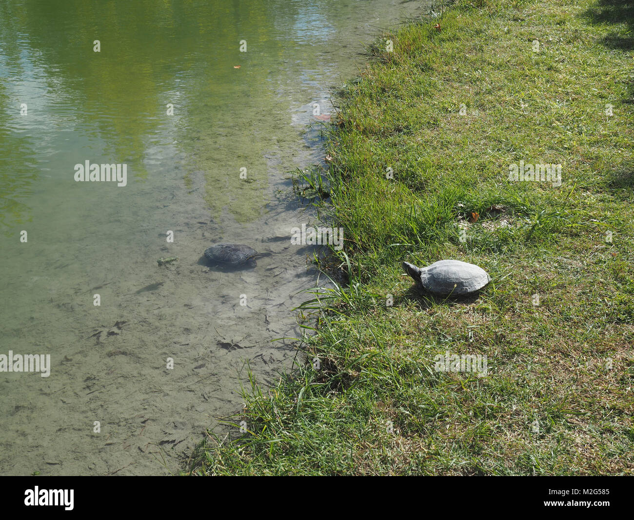 Testuggine palustre (Emys orbicularis), noto anche come la European pond terrapin. Si tratta di una femmina, con gli occhi gialli. I maschi sono più piccoli delle femmine. Foto Stock