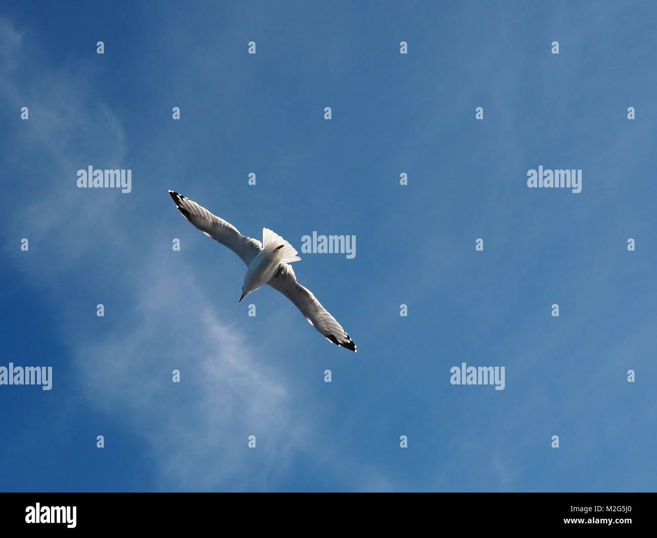 Seagull in volo fotografato sull'isola greca di Thasos nel nord del Mar Egeo Foto Stock