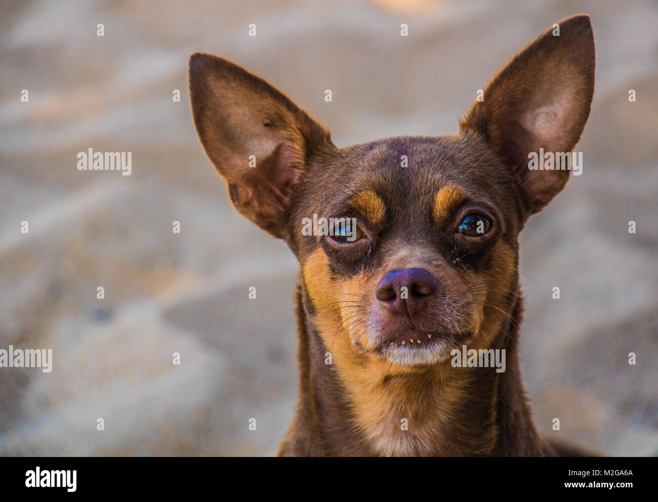 Chihuahua cane sguardo closeup con sabbia in background Foto Stock