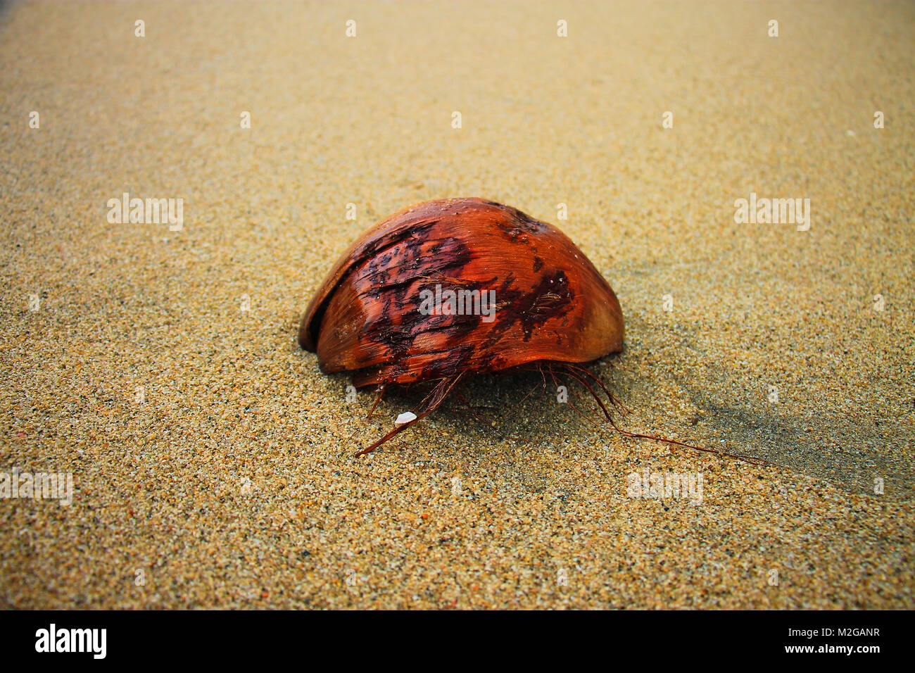 L'arancione e il rosso il cocco sulla sabbia della spiaggia Foto Stock