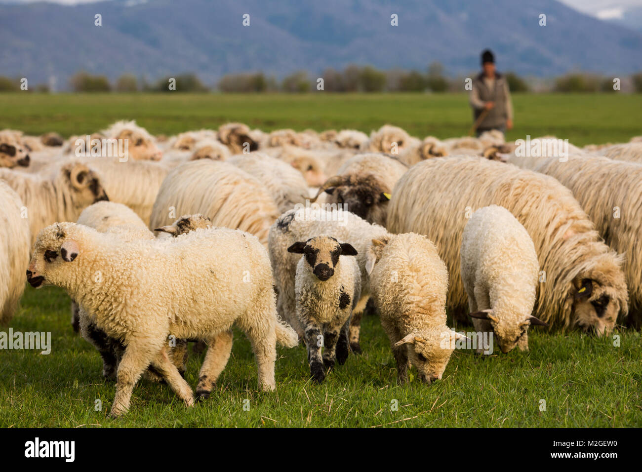 Le pecore. Crusca, Transylviania, Romania Foto Stock