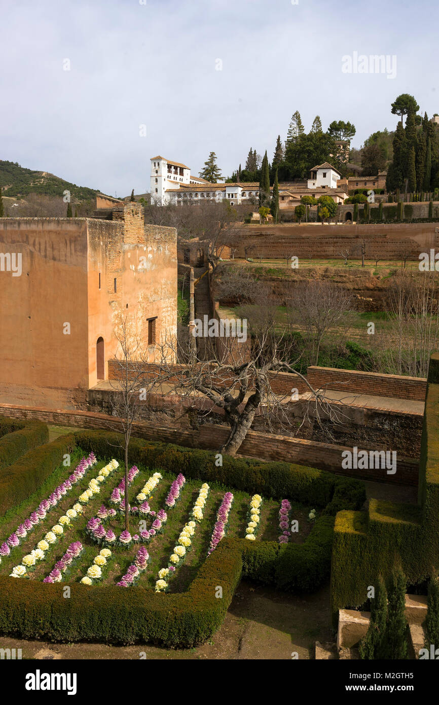 Cavoli ornamentali crescente all'interno delle pareti dell'Alhambra, con vew attraverso il Barranco de la Aikibía al Generalife Granada Foto Stock