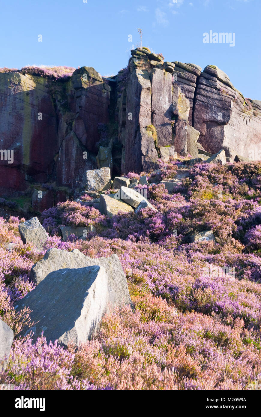 Derbyshire, Regno Unito - Agosto 2014: Rosa heather in fiore sotto il vecchio palmento cava sulla 28 Ago a Burbage bordo sud, Peak District Foto Stock