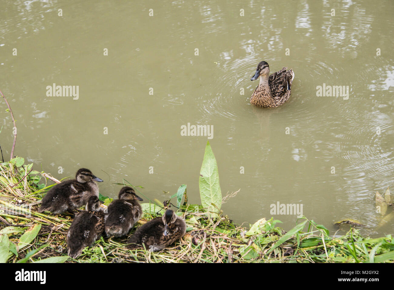 Una femmina di Mallard duck (Anas platyrhynchos) nella Kennet & Avon Canal con i suoi anatroccoli sul canal bank Foto Stock