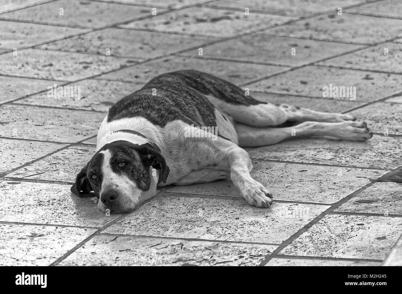 Cane sdraiato su una strada. Foto in bianco e nero Foto stock - Alamy