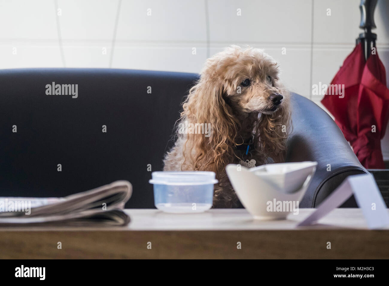 Un cane seduta tranquillamente su un divano divano. Foto Stock