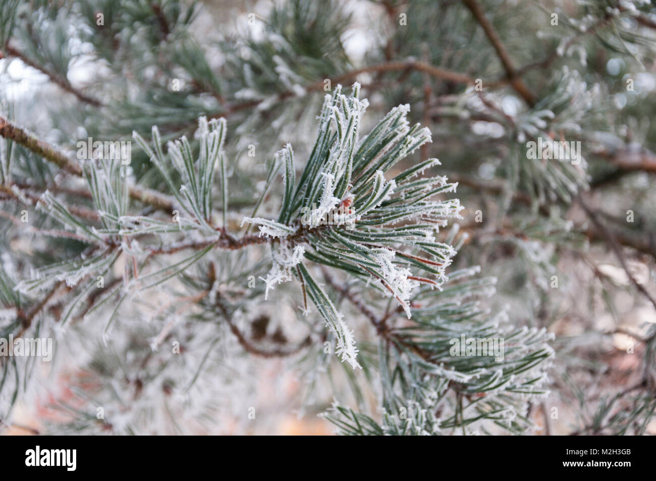 Pino finlandese albero in inverno Foto Stock