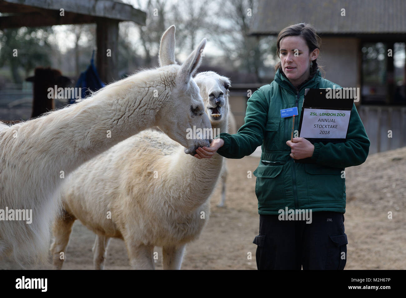 Il detentore Chelsea Reid-Johnson conta llama durante l annuale constatazione allo Zoo di Londra nel centro di Londra. Foto Stock