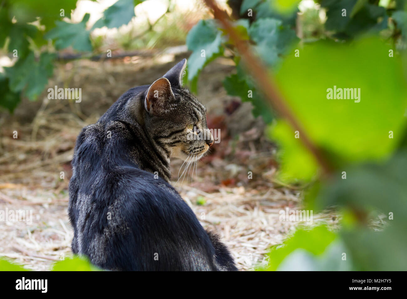Un gatto passeggiate attraverso un vigneto o giardino e guarda in lontananza. Foto Stock