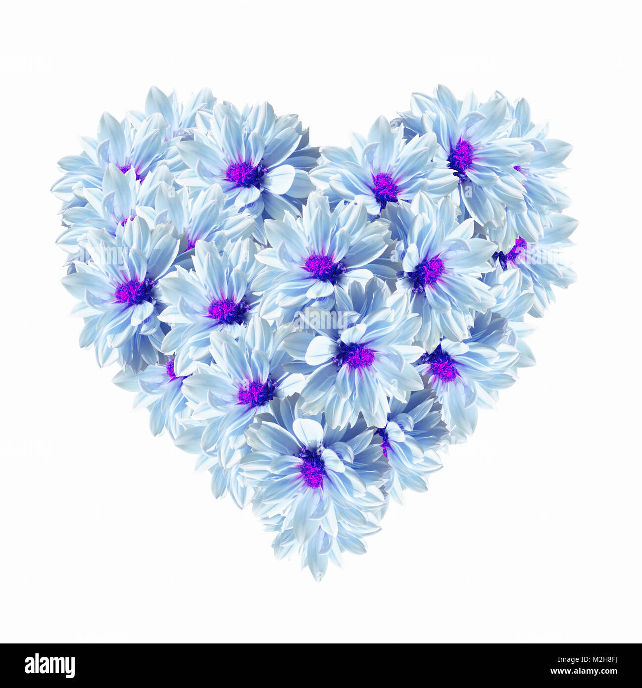 Forma di cuore di luce blu fiori su sfondo bianco Foto Stock