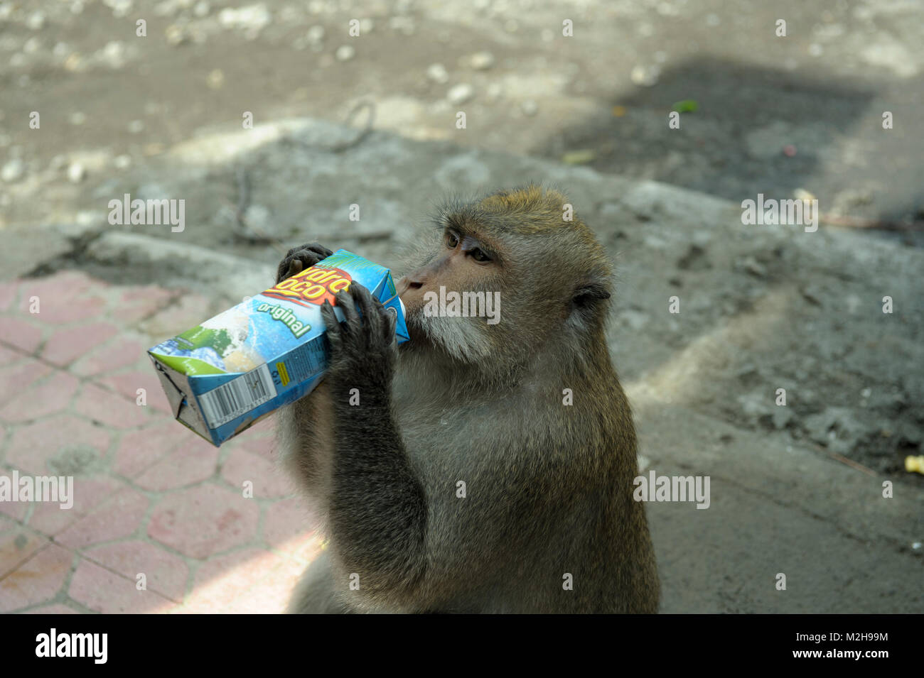 Il sacro Santuario della Foresta delle Scimmie, Ubud, Balinese long-tailed monkey, Macaca fascicularis, Macaco, bere dal cartone rubato da passerby Foto Stock