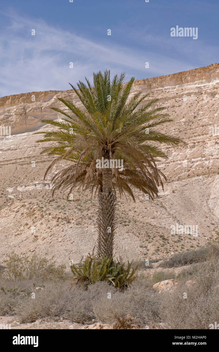 Data la struttura Palm Tree all'entrata di ein avdat park in Israele Foto Stock