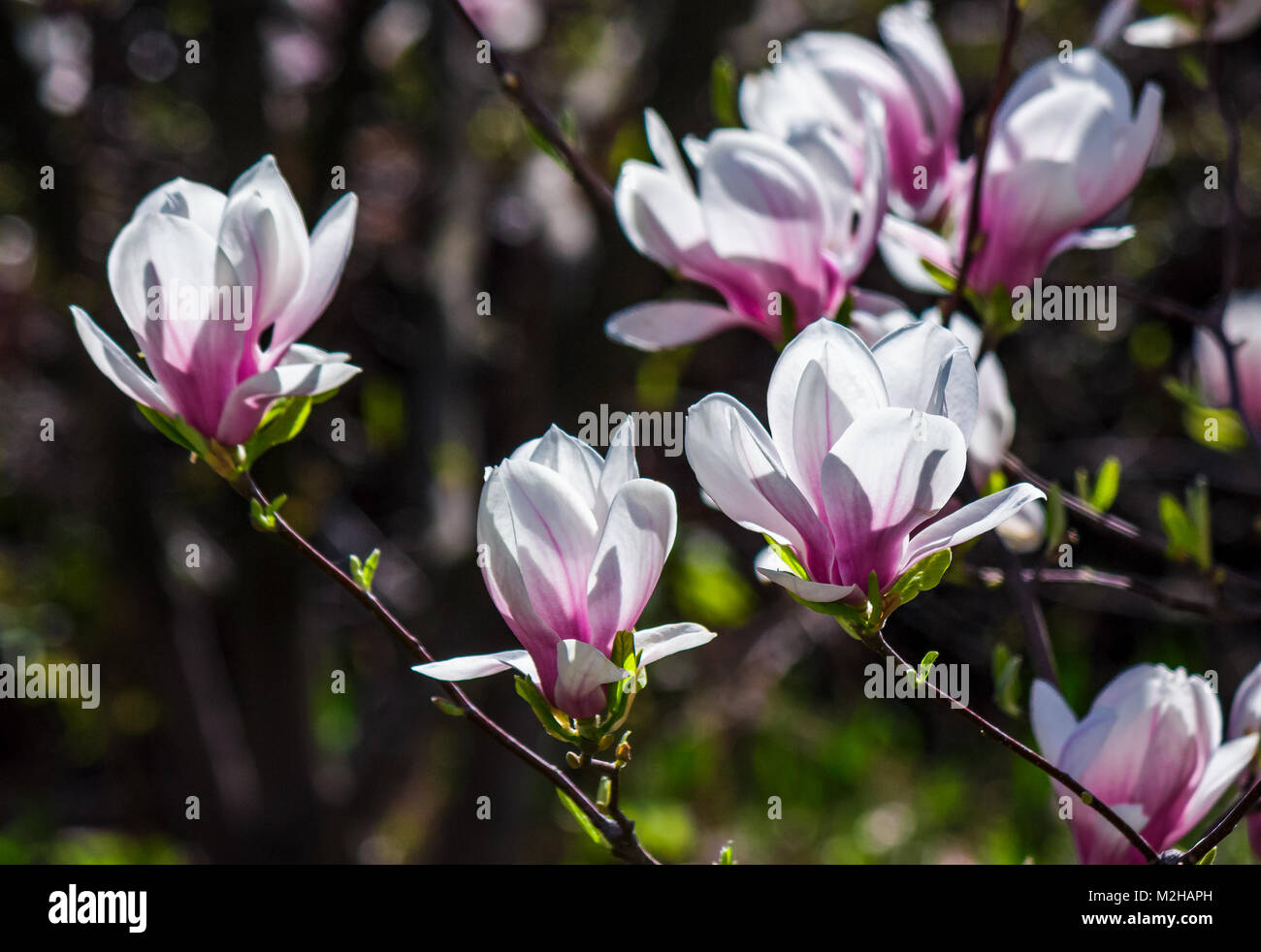Fiori di magnolia close up con profondità di campo su una sfocatura sullo sfondo Foto Stock