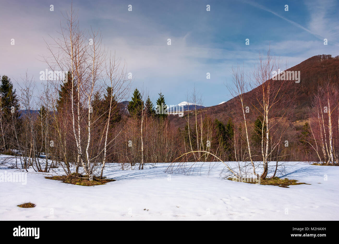 Splendidi paesaggi con alberi di betulla sul pendio nevoso. incantevole paesaggio di montagna con la cima innevata della distanza in primavera Foto Stock