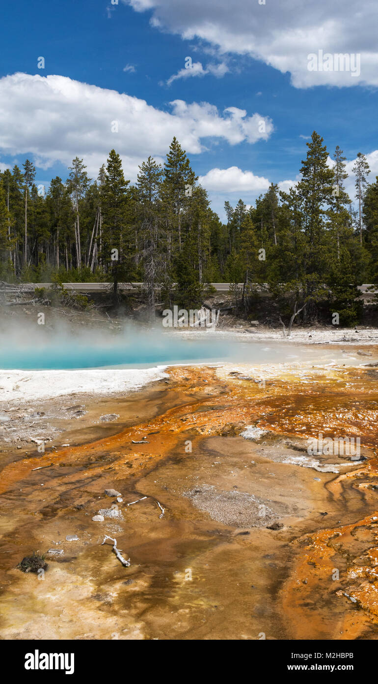 Vapore sorge una super piscina riscaldata di acqua tra un campo algea e una foresta. Foto Stock