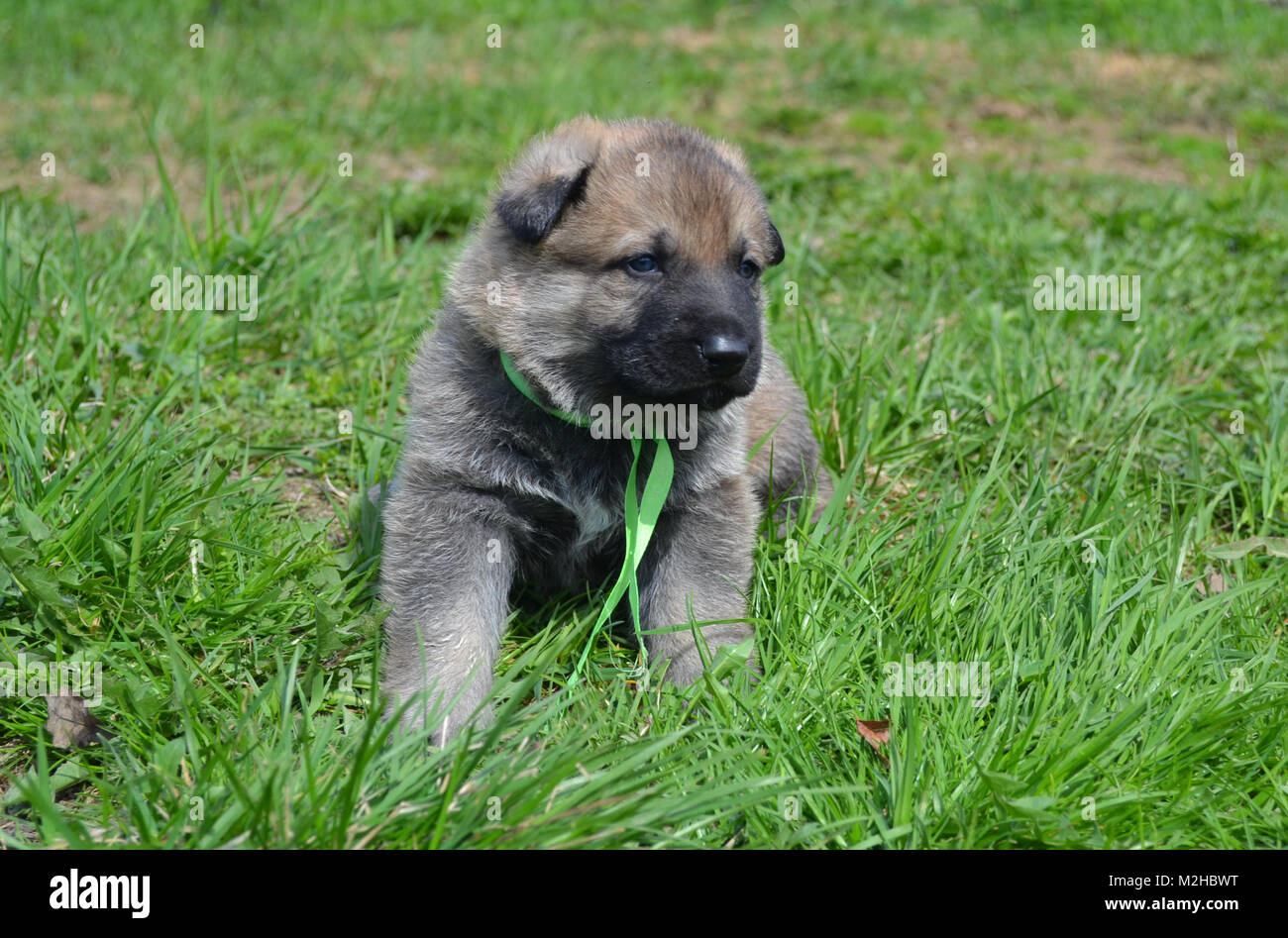 Cucciolo di est europei di ovini di età i cani un mese Foto Stock