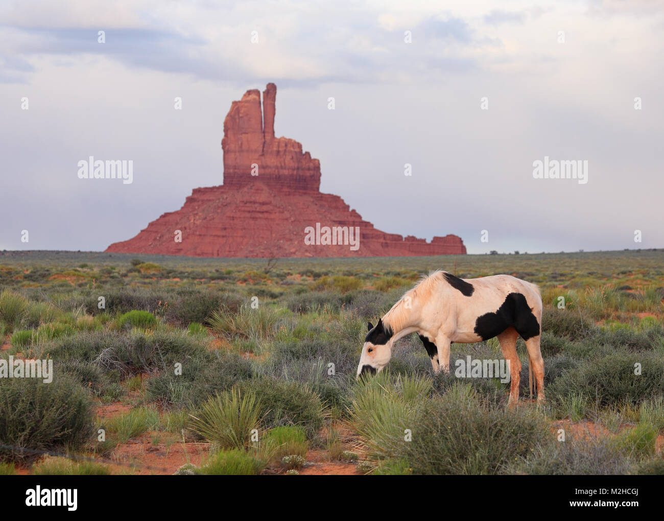 Wild Horse palomino pascolando nella Monument Valley, Utah, Stati Uniti d'America Foto Stock