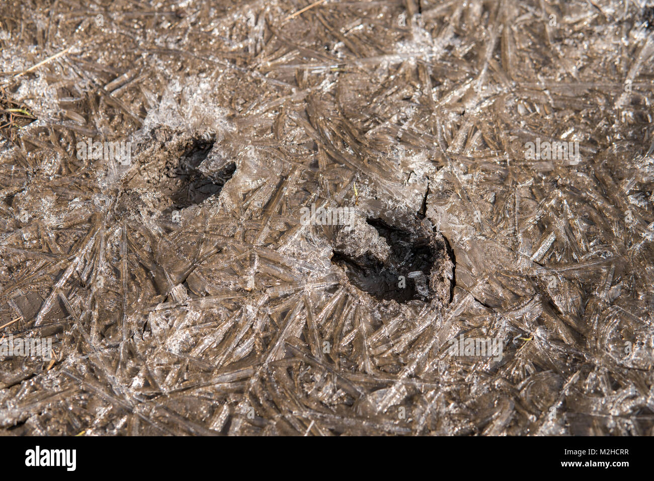 A caprioli impronta su un fango smerigliato Foto Stock