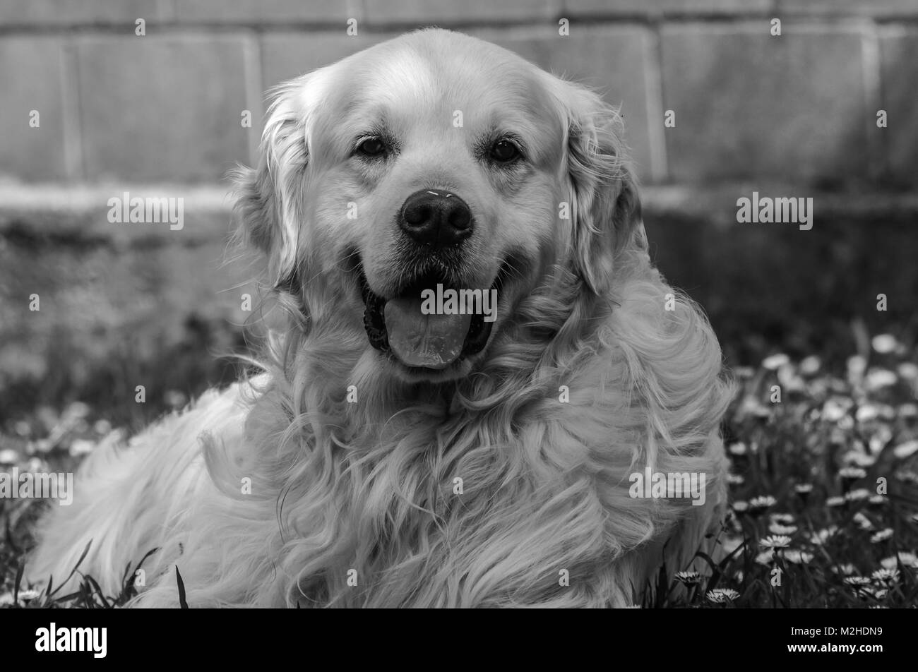 Close-up del migliore amico dell'uomo, il cane, e nel mio caso della mia golden retriever nominato principe, che con il loro aspetto, le espressioni rituali, ecc. m Foto Stock