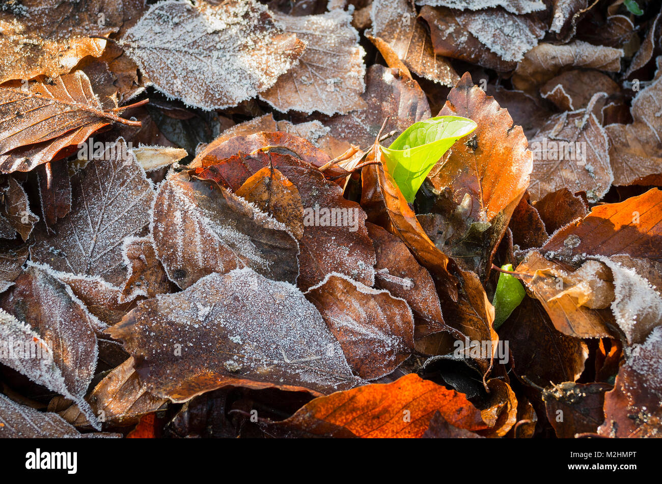 Un inverno di strame di foglie di autunno aiuta a proteggere le piante dormienti in inverno nel Wiltshire, Inghilterra UK. I primi segni di vita nuova di emergere alla fine di gennaio Foto Stock