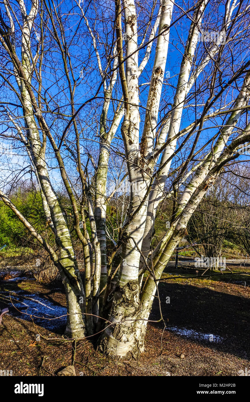 Betula papiyrifera albero, carta betulla albero senza foglie in inverno Foto Stock