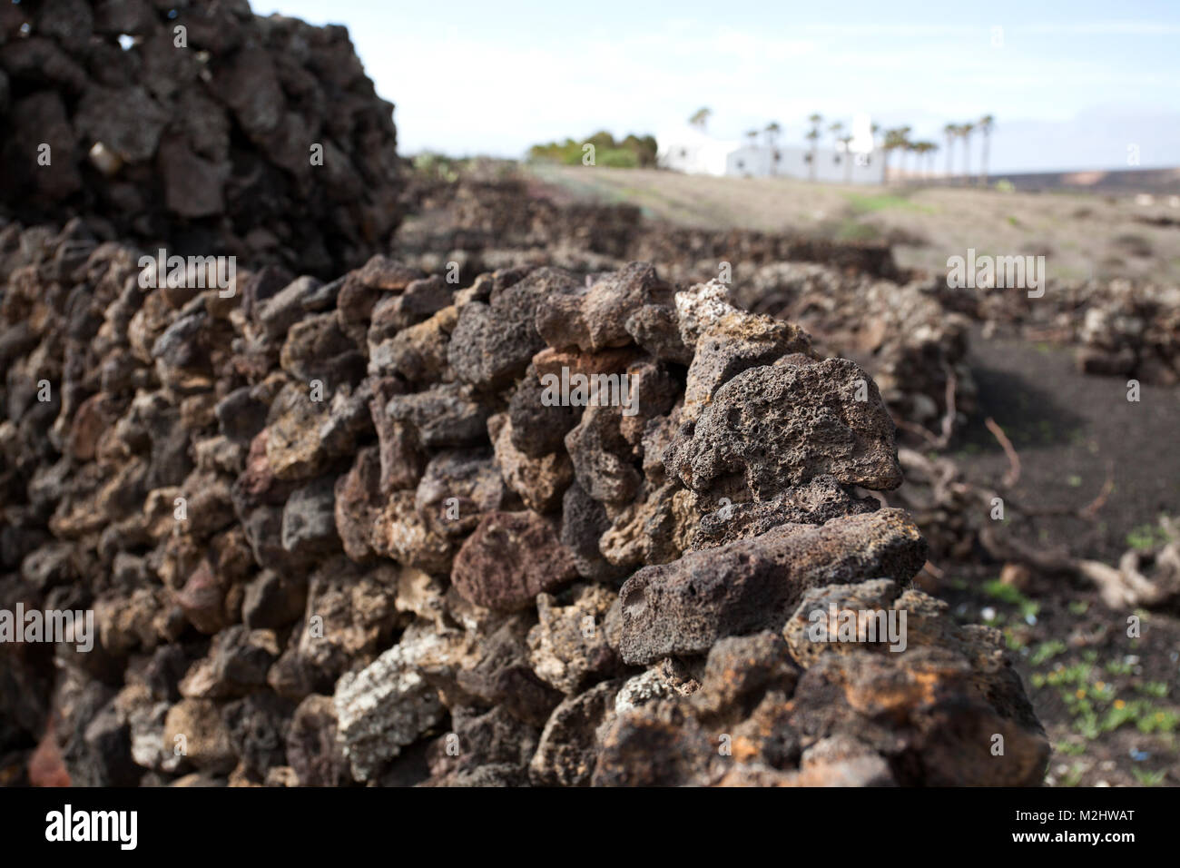 Dettaglio di un tipico di lava nera parete di pietra protegge i vitigni dal vento su un campo dell'isola di Lanzarote, Spagna. Foto Stock