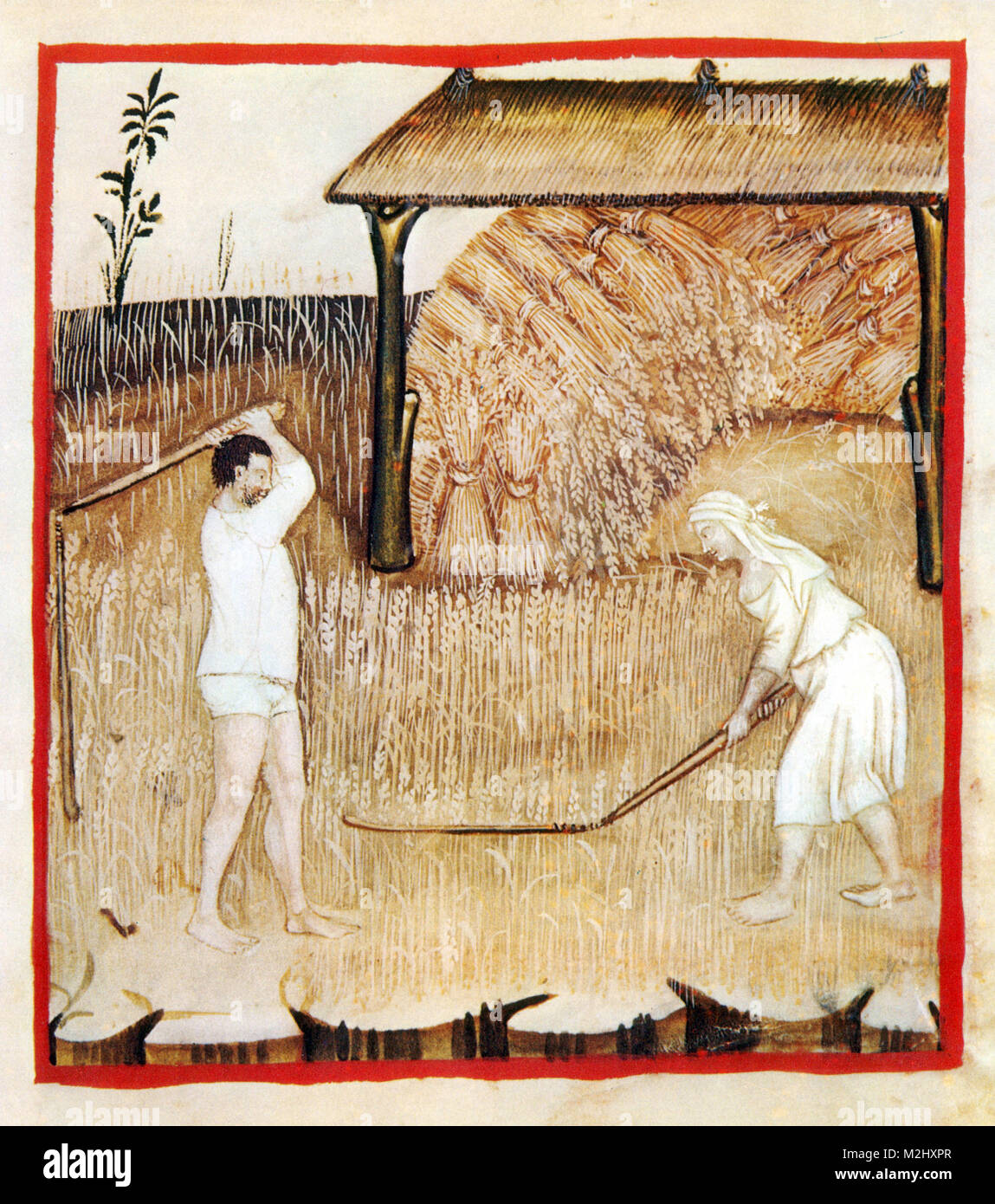 "Tacuinum Sanitatis', Spelta Foto Stock