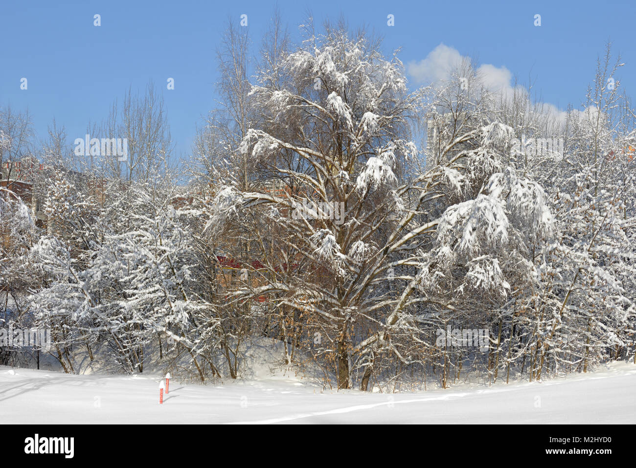 Coperte di neve di Mosca. Parco Paesaggistico dopo la nevicata. Cumuli di neve e neve sugli alberi Foto Stock