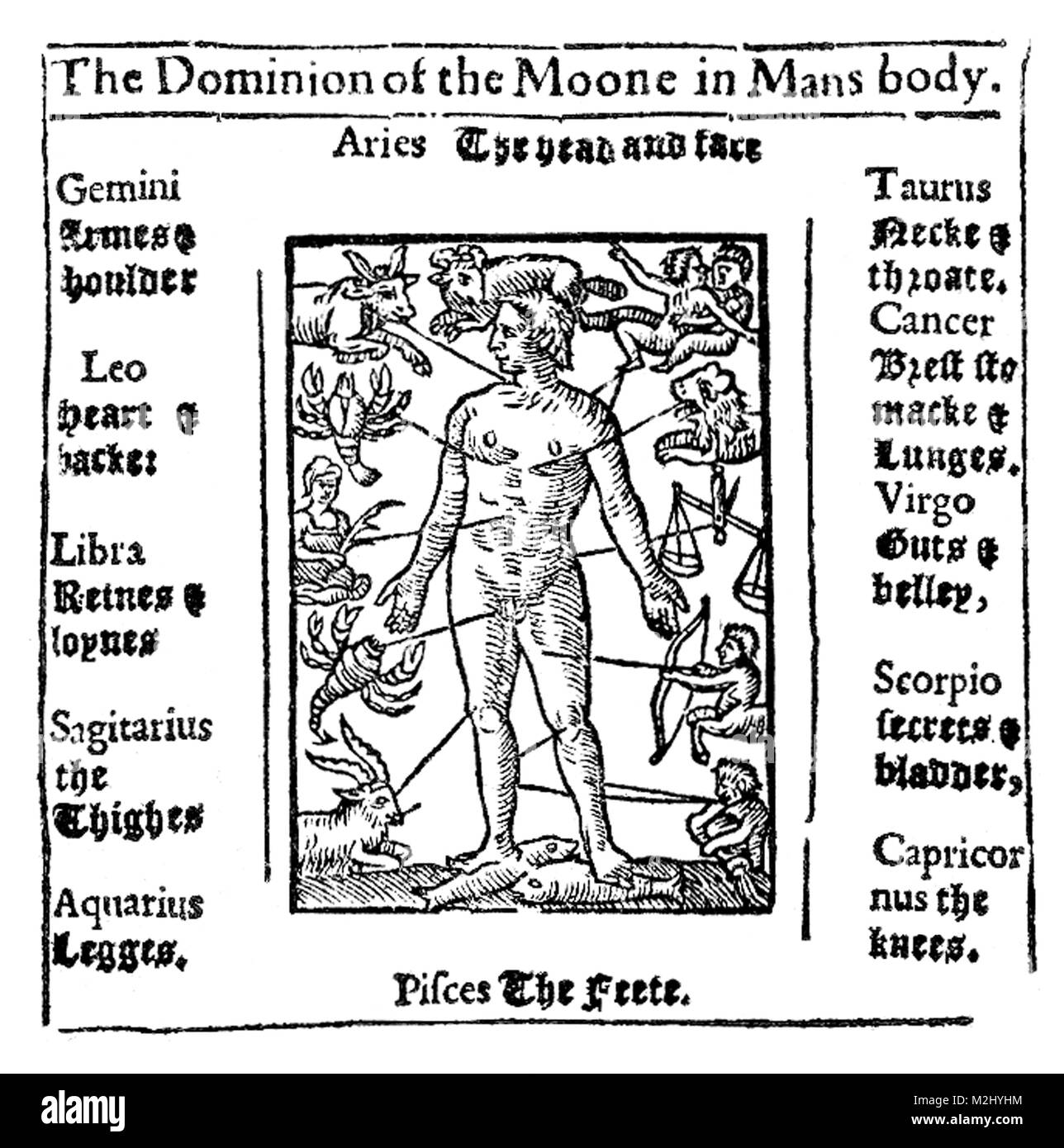 Zodiac Man, astrologia medica, 1609 Foto Stock