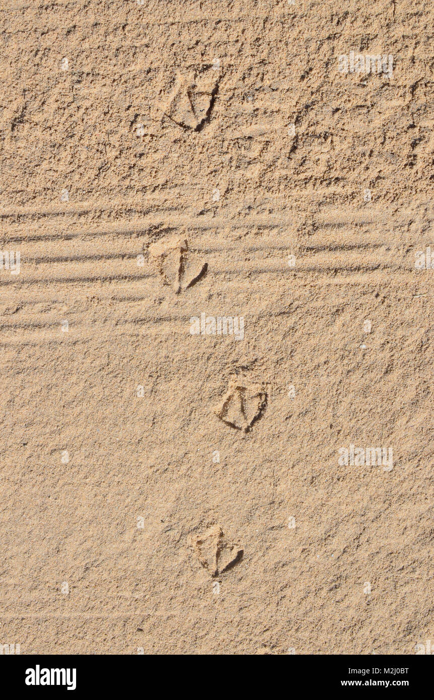 Tracce di un gabbiano e un motociclo erano impressi sulla sabbia di mare. Soleggiata giornata di primavera sfondo all'aperto Foto Stock